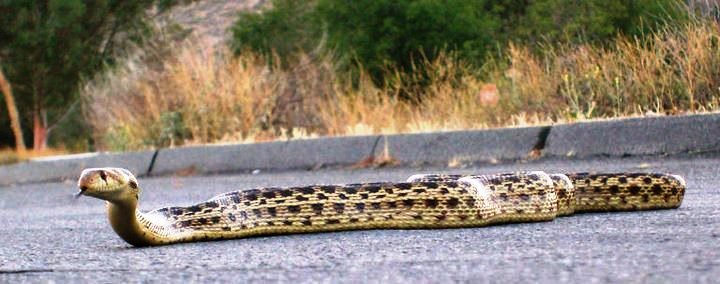 Gopher Snake