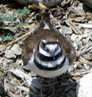 Killdeer
