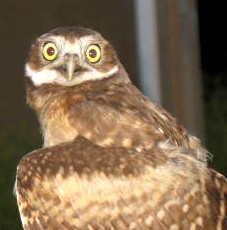 Burrowing Owl