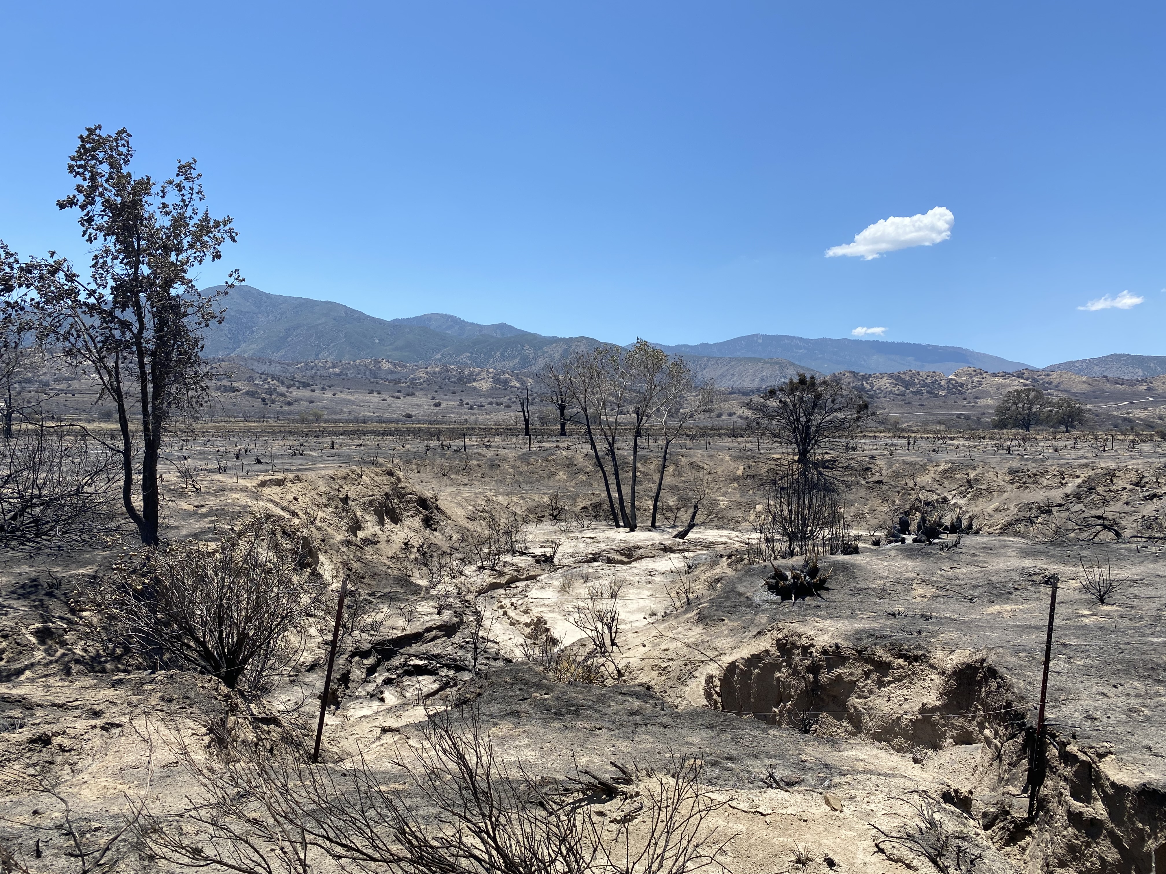 Updates on Recovery from the Post Fire