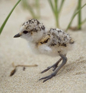 Image of snowy plover chick on sand