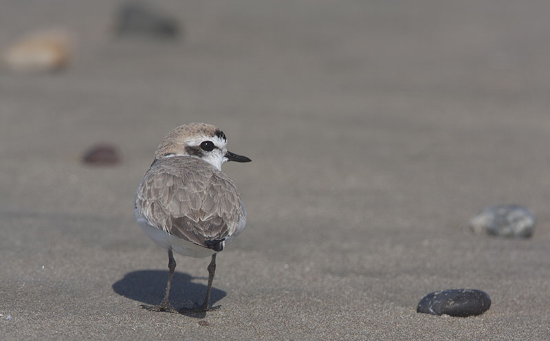 Snowy Plover