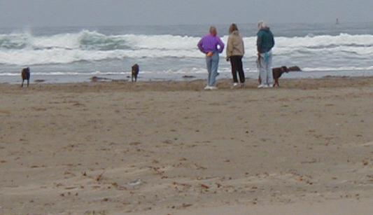 dogs off leash