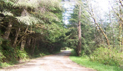 Mill Creek Road