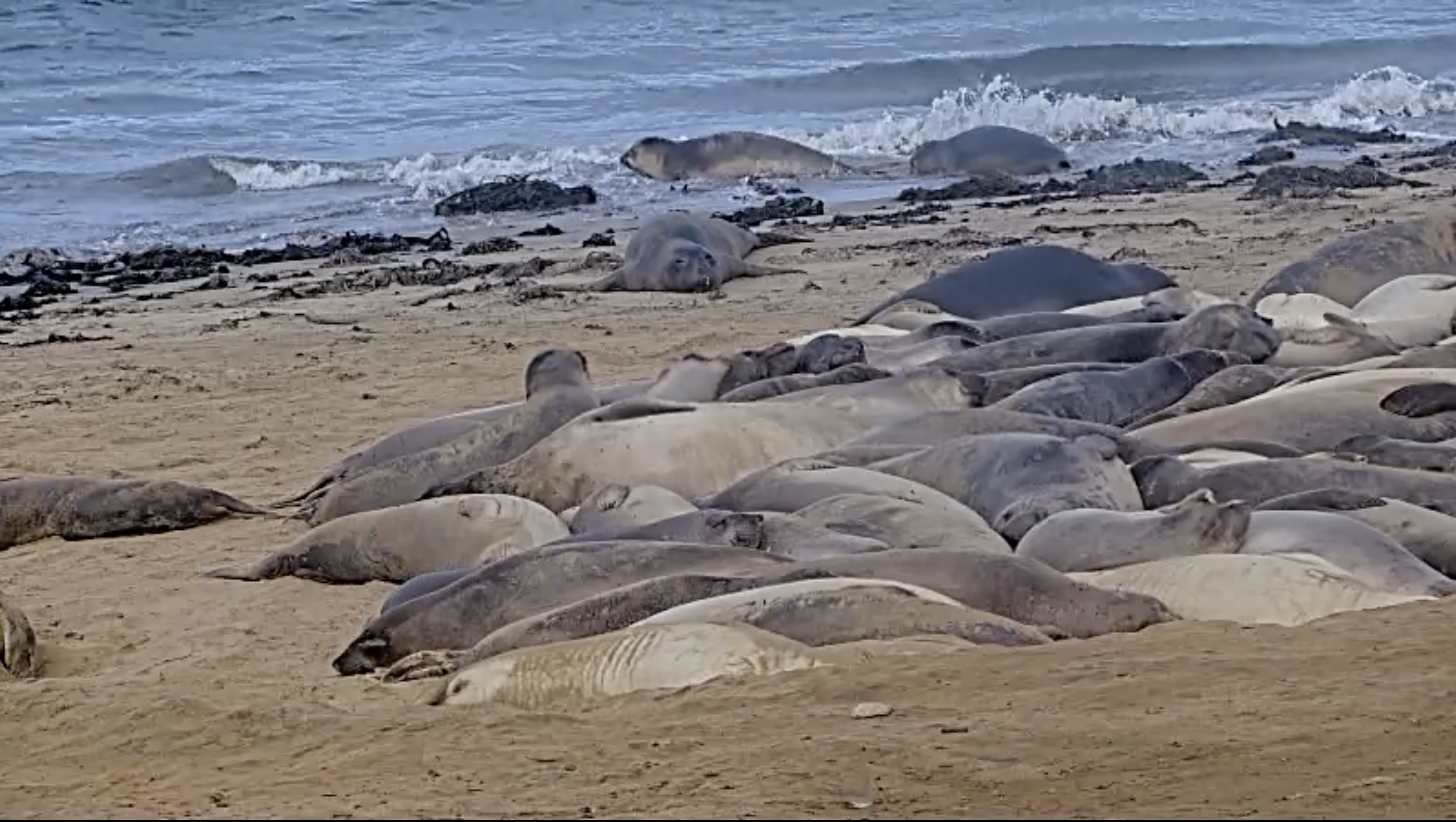 Ano Nuevo AnoNuevoMainLandCamera Image Cap