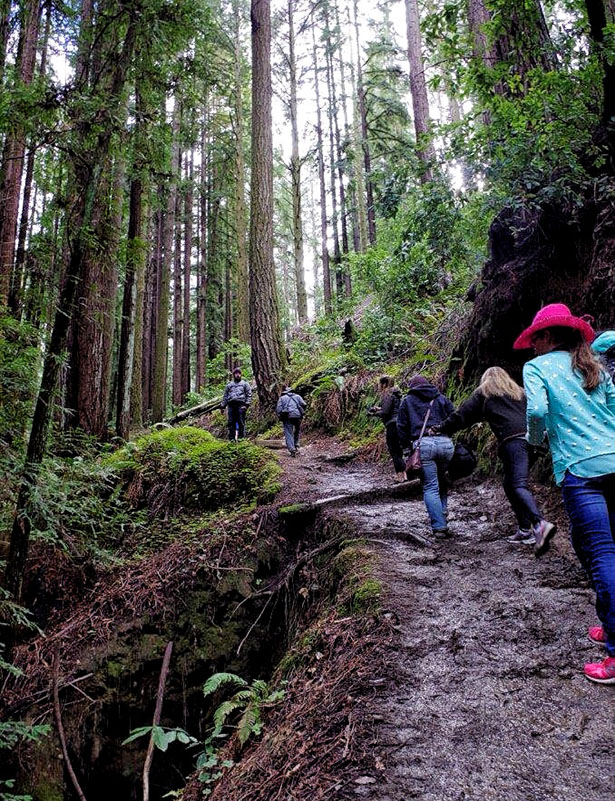 Henry Cowell Redwoods State Park 2017 First Day Hike image