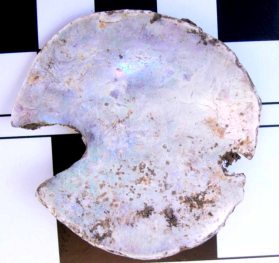 Abalone ornament