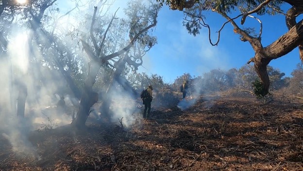 Prescribed Burn