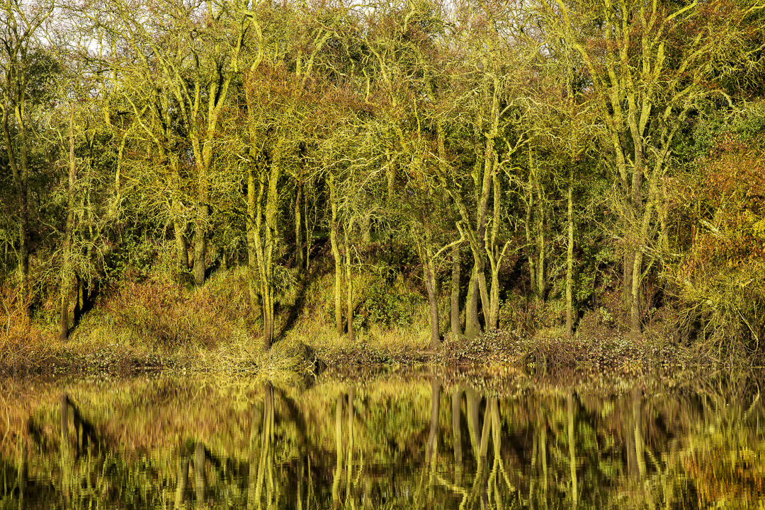 Reflection of trees in the water at Delta Meadows
