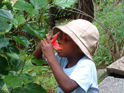Boy Smelling Flower image