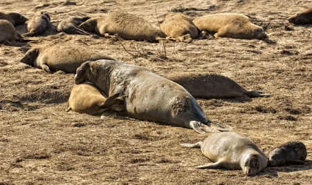 Elephant Seals at Año Nuevo State Park
