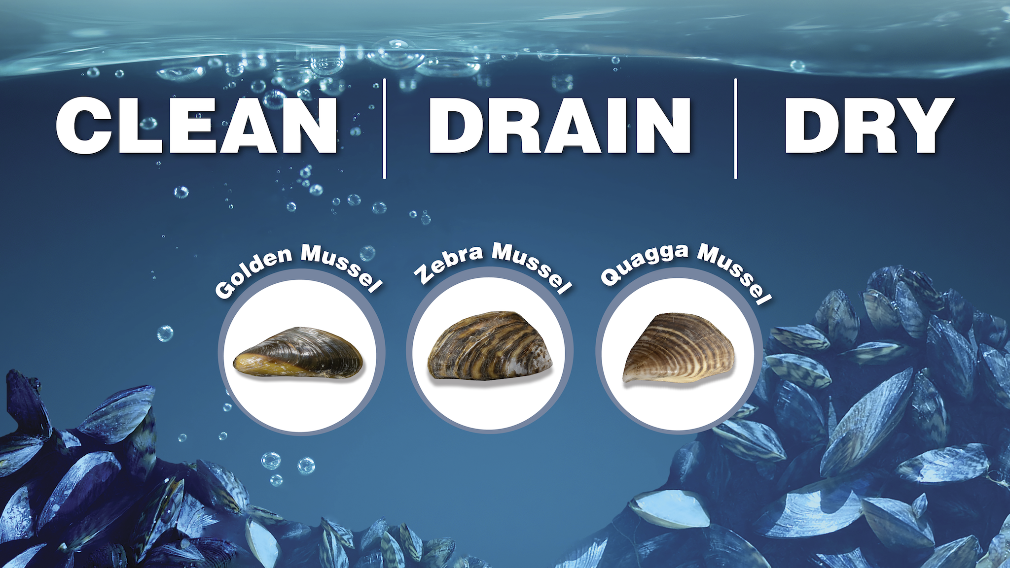 Protect Your Boat from Non-native Mussels