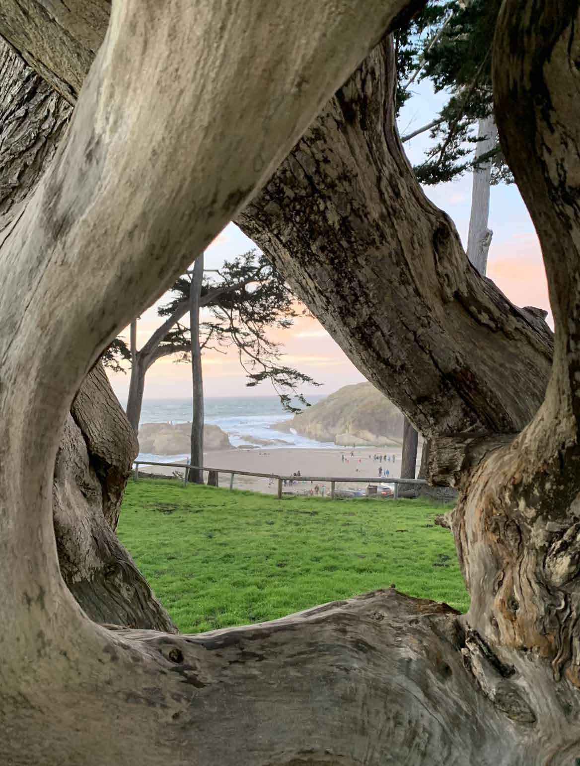 Looking through trees to beach at Montaña De Oro State Park