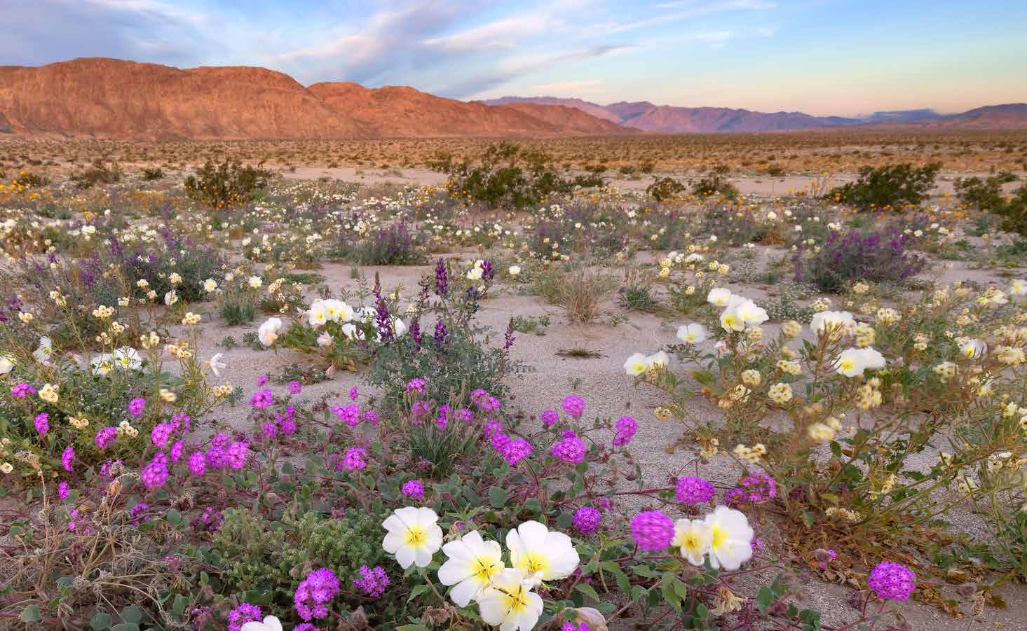 Ocotillo Wells SVRA