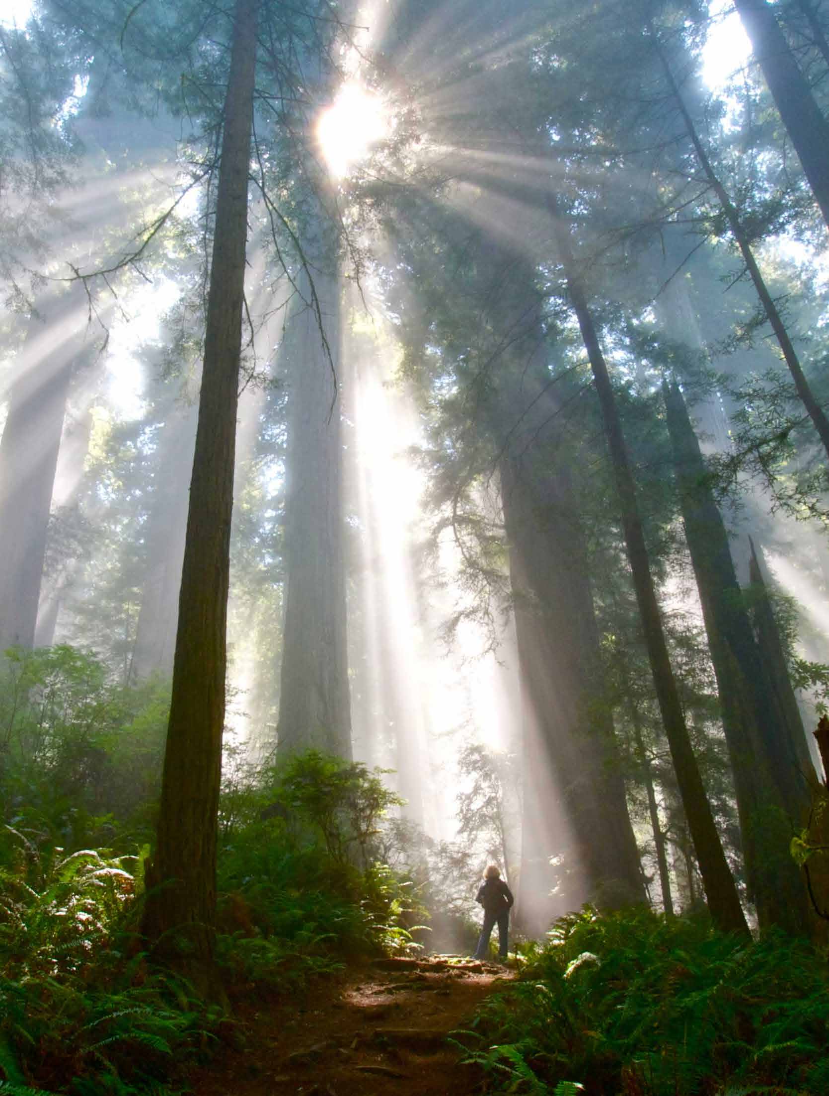 Sunlight coming through tall trees at Del Norte Redwoods State Park