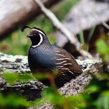 California Quail