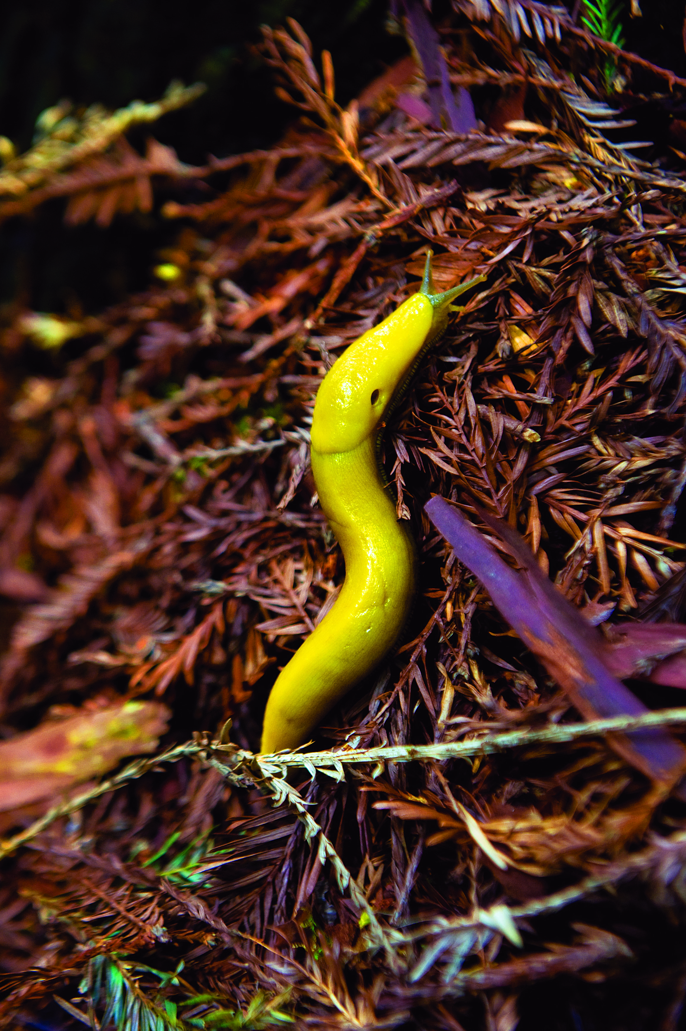 Banana slug