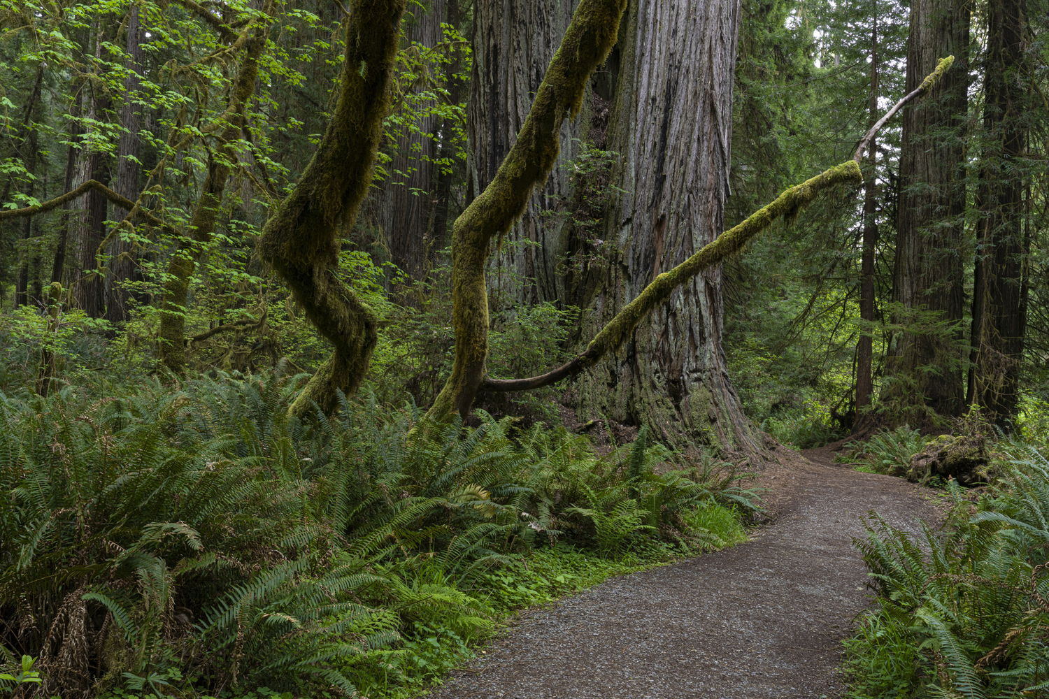 Prairie Creek Redwoods SP Image Gallery