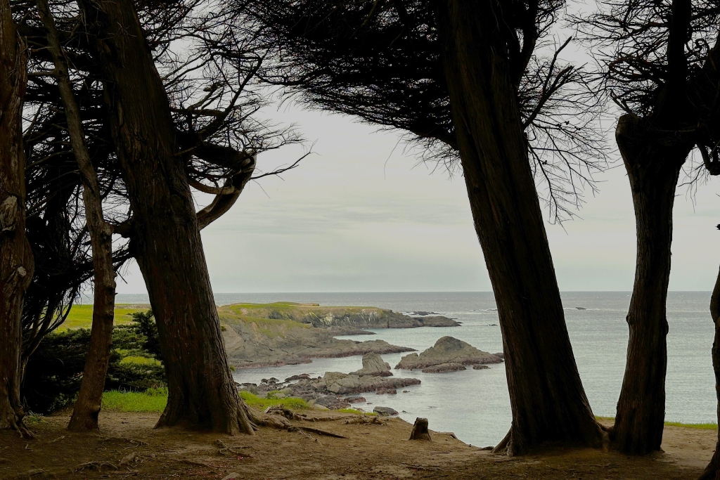 Mendocino Headlands SP Cypress Grove