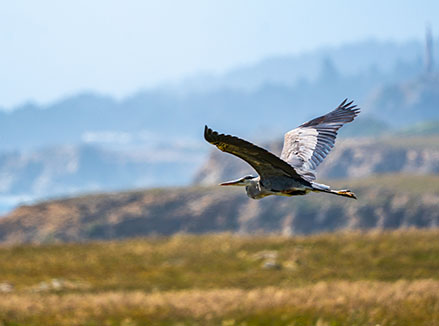Blue Heron