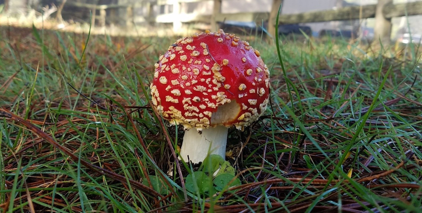 Fly Amanita mushroom