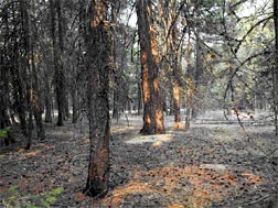 Figure 1. Mixed-conifer forest north of Pioneer Campground Loop. Forest Thinning in early 1980s. Burn priority: First. Figure 1. Mixed-conifer forest north of Pioneer Campground Loop. Forest Thinning in early 1980s. Burn priority: First.