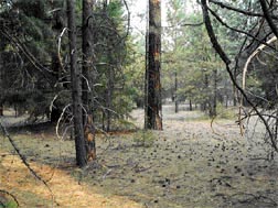 Figure 2. Mixed-conifer forest north of Rim Campground loop. Forest thinned in early 1980s. Understory prescribed burn conducted in 1984. Burn priority: second Figure 2. Mixed-conifer forest north of Rim Campground loop. Forest thinned in early 1980s. Understory prescribed burn conducted in 1984. Burn priority: second
