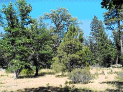 Figure 3. Pine/oak woodland northeast of Pioneer Campground loop. Burn priority: Third. Figure 3. Pine/oak woodland northeast of Pioneer Campground loop. Burn priority: Third.