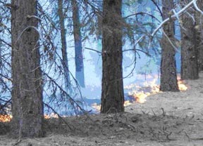 Figure 2. Where the flames backed through the ground fuels into the wind, the intensity was low. Figure 2. Where the flames backed through the ground fuels into the wind, the intensity was low.