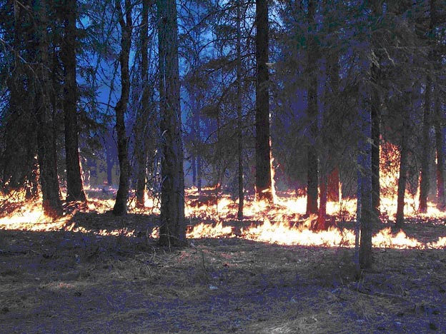 Figure 3. Where the flames were pushed by the wind through the ground fuels, the intensity was moderate. Figure 3. Where the flames were pushed by the wind through the ground fuels, the intensity was moderate.
