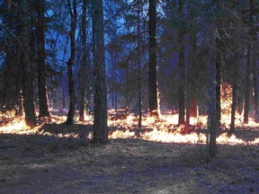 Figure 3. Where the flames were pushed by the wind through the ground fuels, the intensity was moderate. Figure 3. Where the flames were pushed by the wind through the ground fuels, the intensity was moderate.