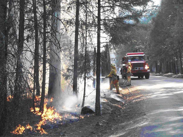 Figure 4. In some cases it was necessary to keep fire out of old-growth pines, oaks and large dead trees. Figure 4. In some cases it was necessary to keep fire out of old-growth pines, oaks and large dead trees.