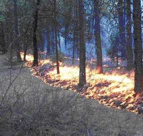 Figure 1. Strip fires were ignited at narrow widths to control fire intensity. Figure 1. Strip fires were ignited at narrow widths to control fire intensity.