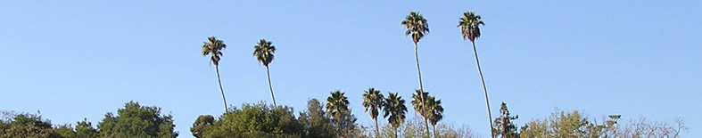 Palm Trees at Olompali SHP Palm Trees at Olompali SHP