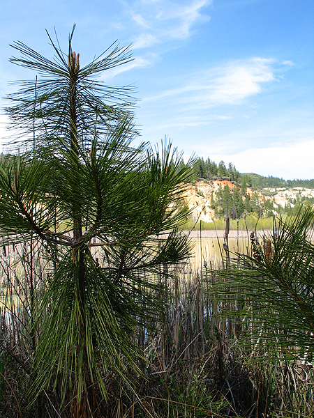 Image from Malakoff Diggins SHP