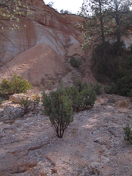 Image from Malakoff Diggins SHP
