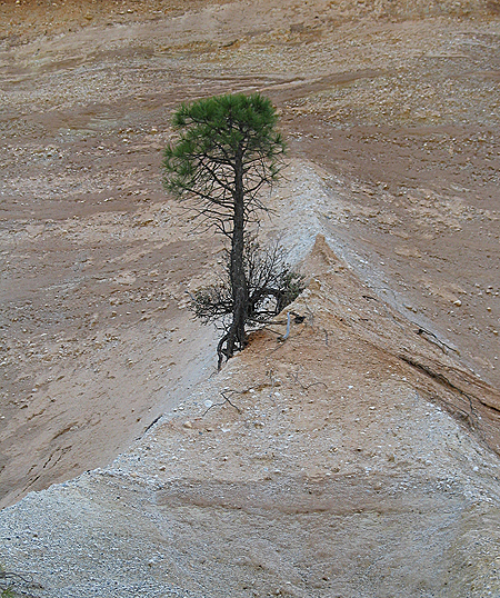 Image from Malakoff Diggins SHP