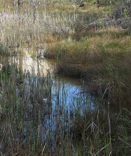 Image from Malakoff Diggins SHP
