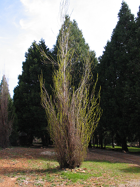 Image from Malakoff Diggins SHP
