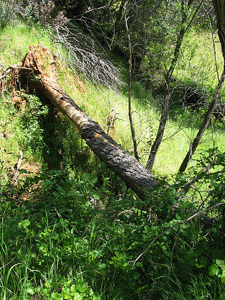 Image from South Yuba River SP
