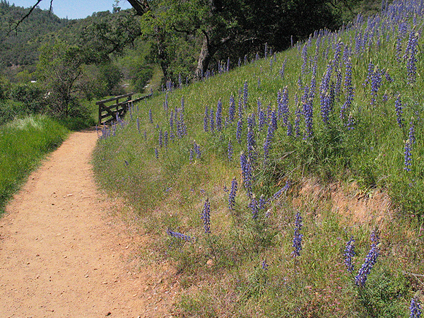 Image from South Yuba River SP