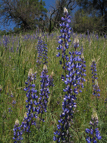 Image from South Yuba River SP