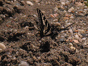 Image from South Yuba River SP