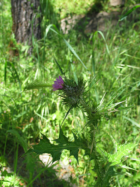 Image from South Yuba River SP