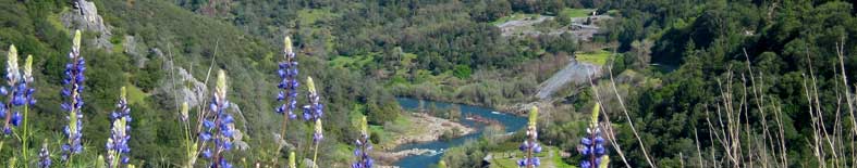 Auburn SVRA view of wildflowers and river canyon Auburn SVRA view of wildflowers and river canyon
