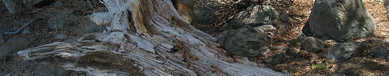 View of tree trunk at Donner Memorial SHP Thumbnail: View of tree trunk at Donner Memorial SHP