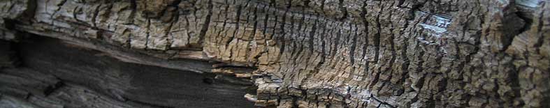 View of wood grain of fallen tree at Donner Memorial SHP Thumbnail: View of wood grain of fallen tree at Donner Memorial SHP