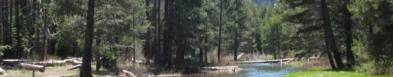 View of creek through forest meadow at Donner Memorial SHP Thumbnail: View of creek through forest meadow at Donner Memorial SHP