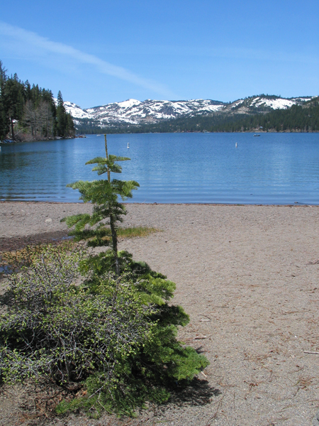 Image from Donner Memorial State Park