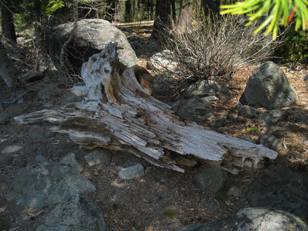 Image from Donner Memorial State Park